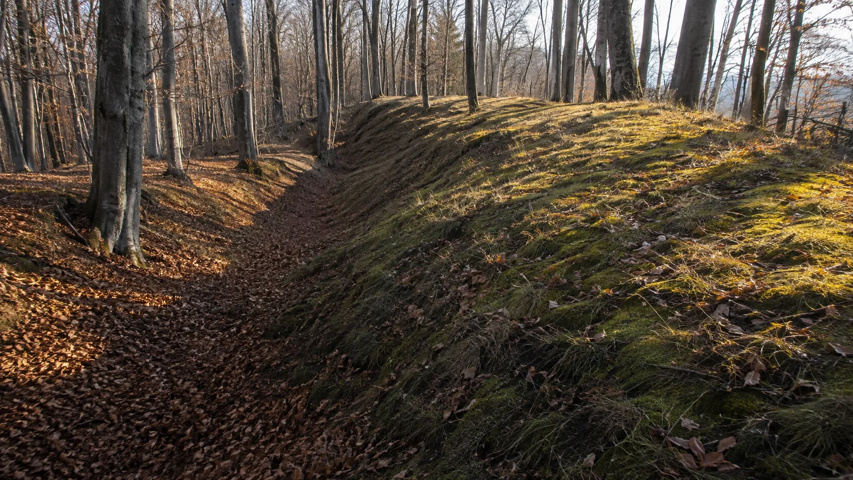 The earth rampart of a hillfort under bare beech woods in the Považský Inovec