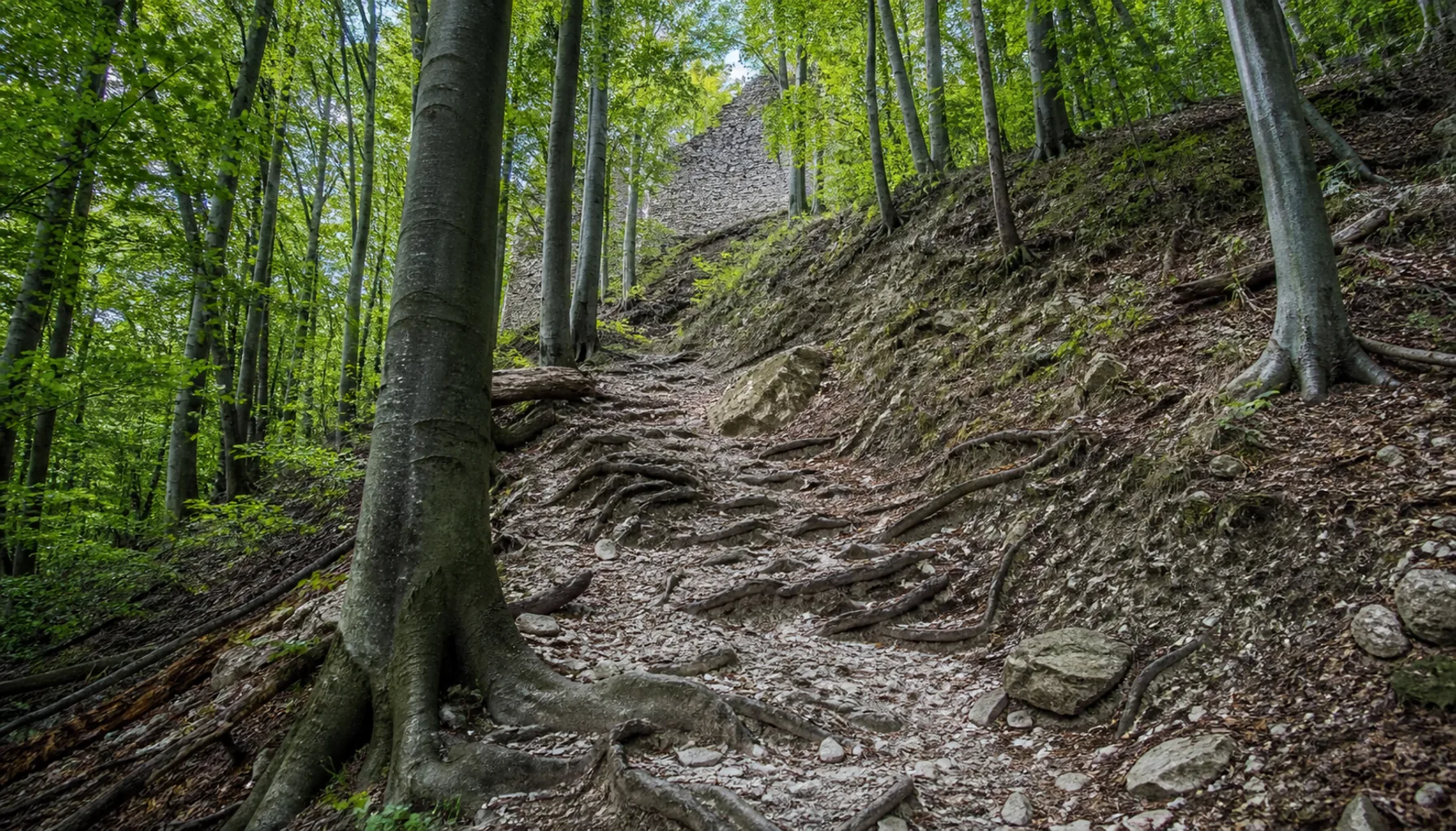 The marked forest path up from Veľký Šariš — the only way to the castle