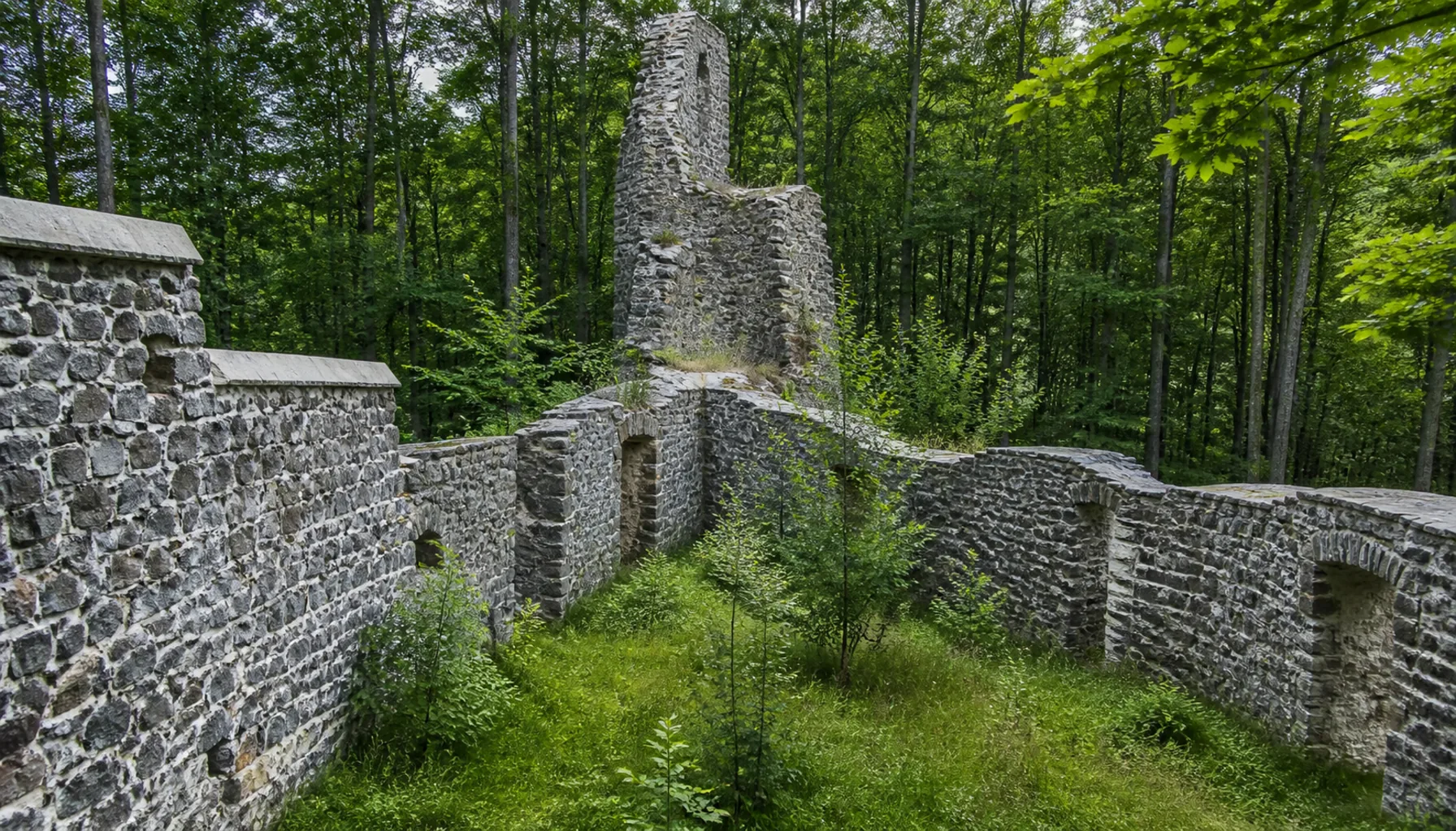 Walls and a tower stump standing among the trees, held by volunteer conservation