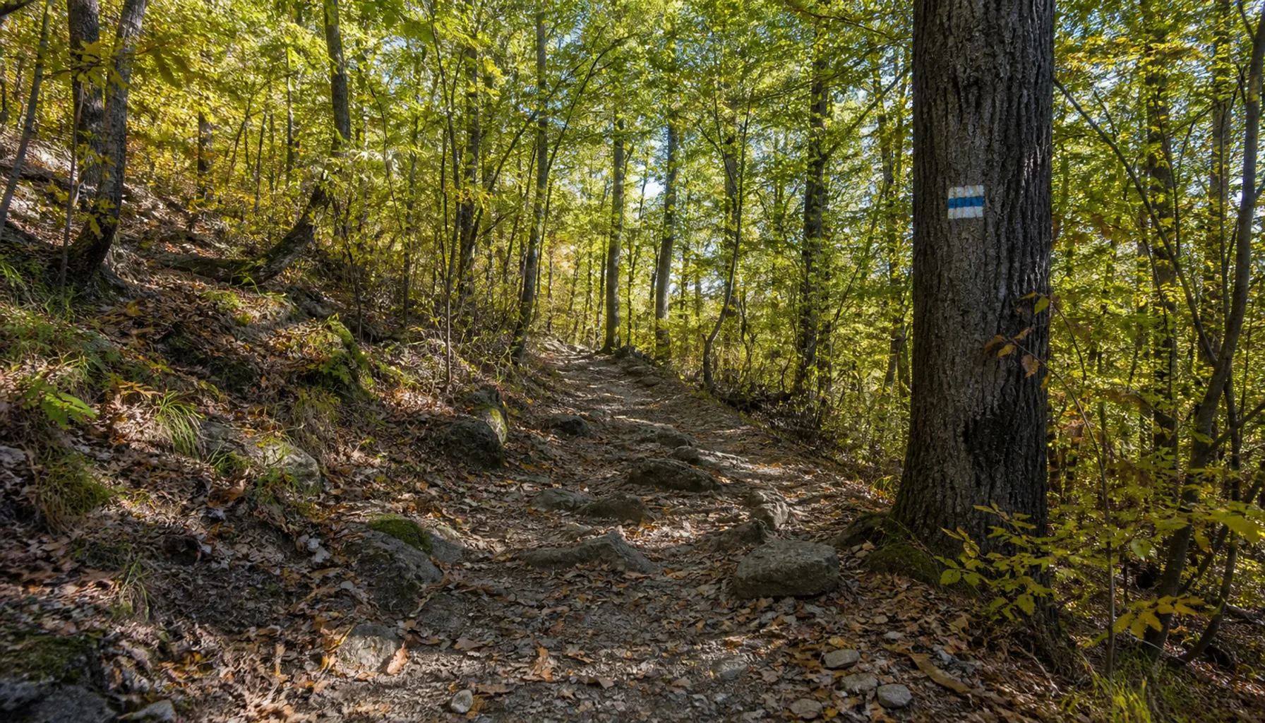 The marked forest path climbing through oak wood from Vinné toward the castle ruin