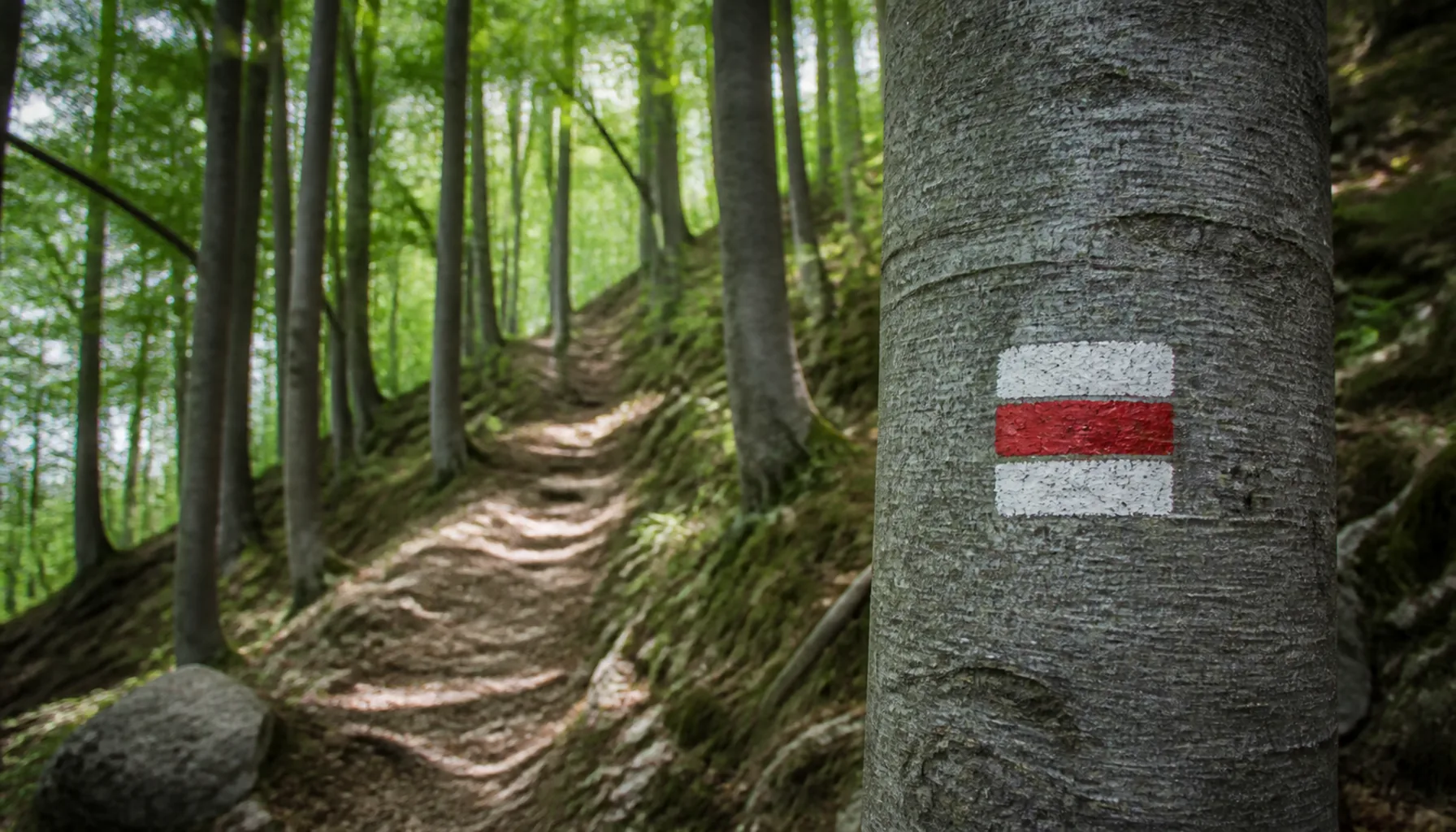 A red waymark on a beech trunk where the path leaves the valley for the ridge.