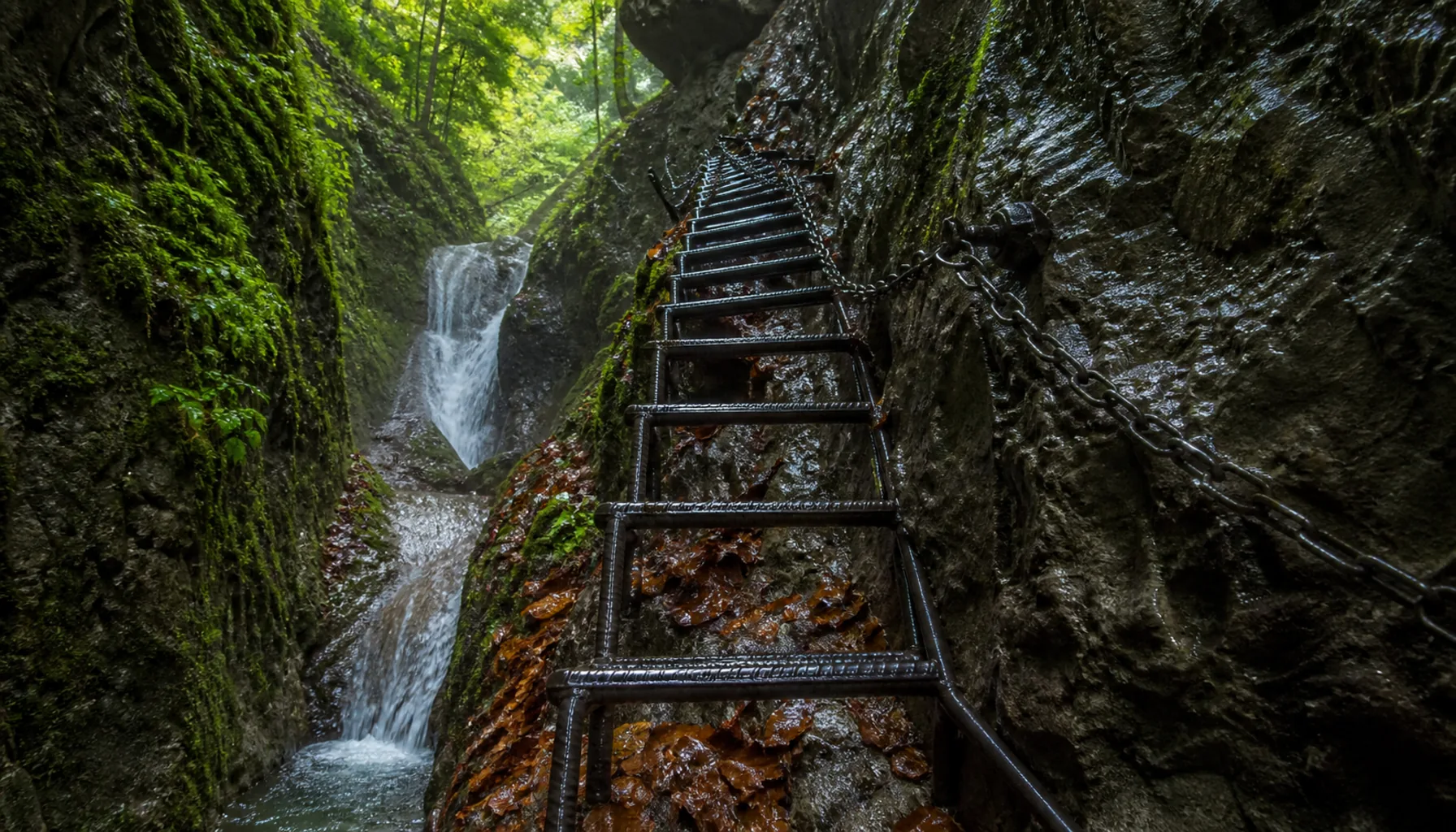 A ladder route in Slovenský raj — steel rungs bolted into wet limestone beside a waterfall, deep in a beech-shaded gorge