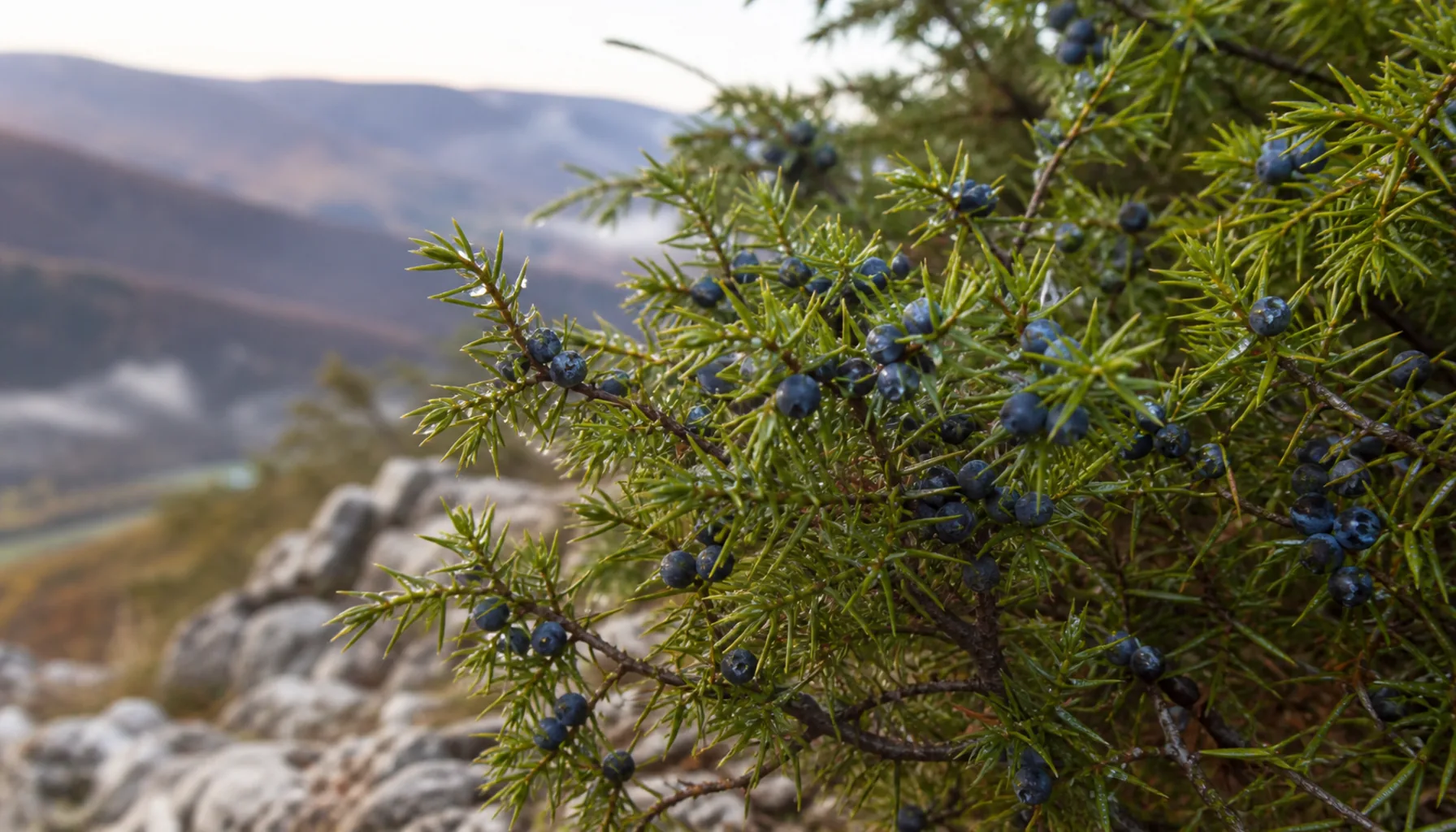 Juniper in the hills above the Váh — the berry behind borovička, and behind the name the site used to carry