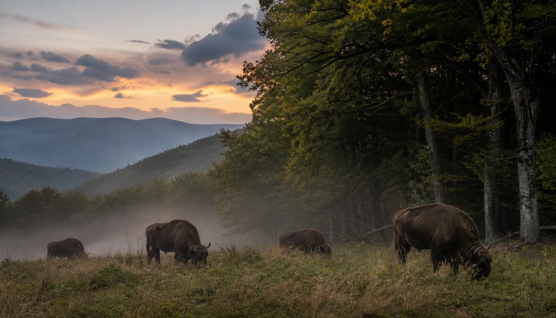European bison at the edge of a beech-forest clearing in Poloniny — Slovakia’s only free-living herd