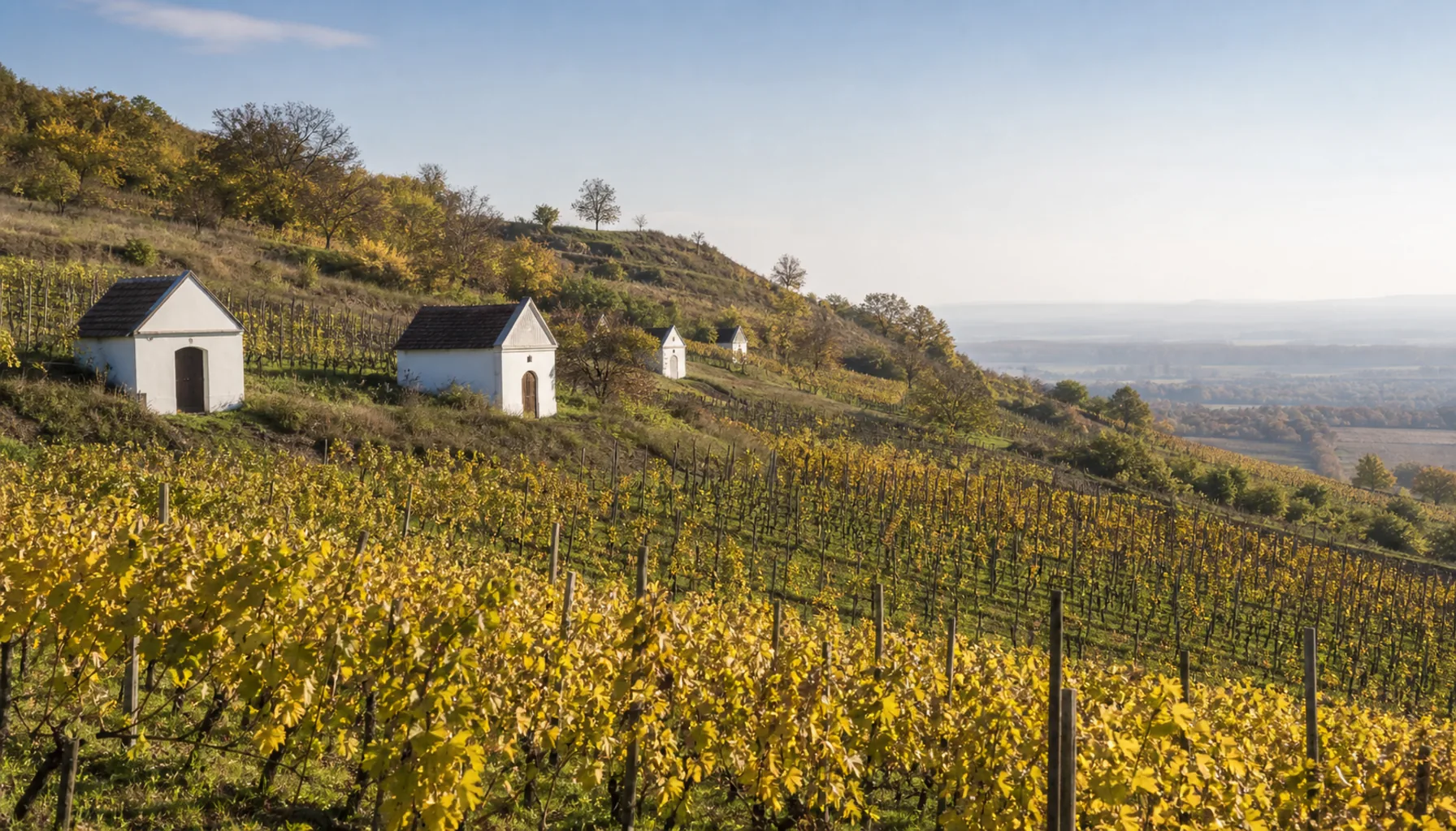 Tokaj vineyards on the southern slopes of the Zemplín