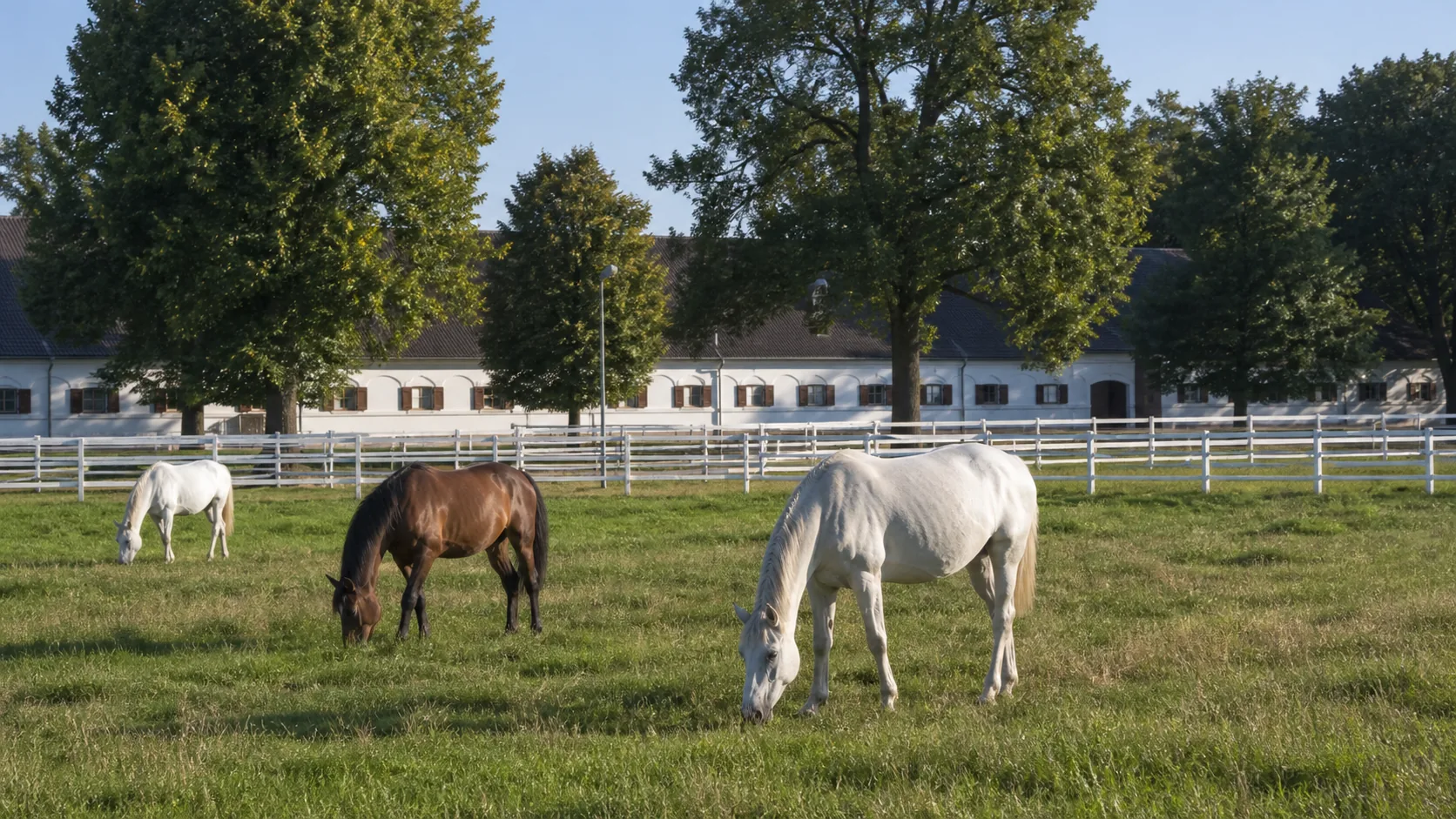 Horses in the paddocks of the stud farm at Topoľčianky