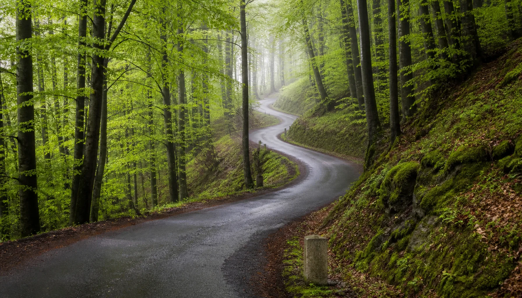 An empty road climbing through beech woods in the Malá Fatra