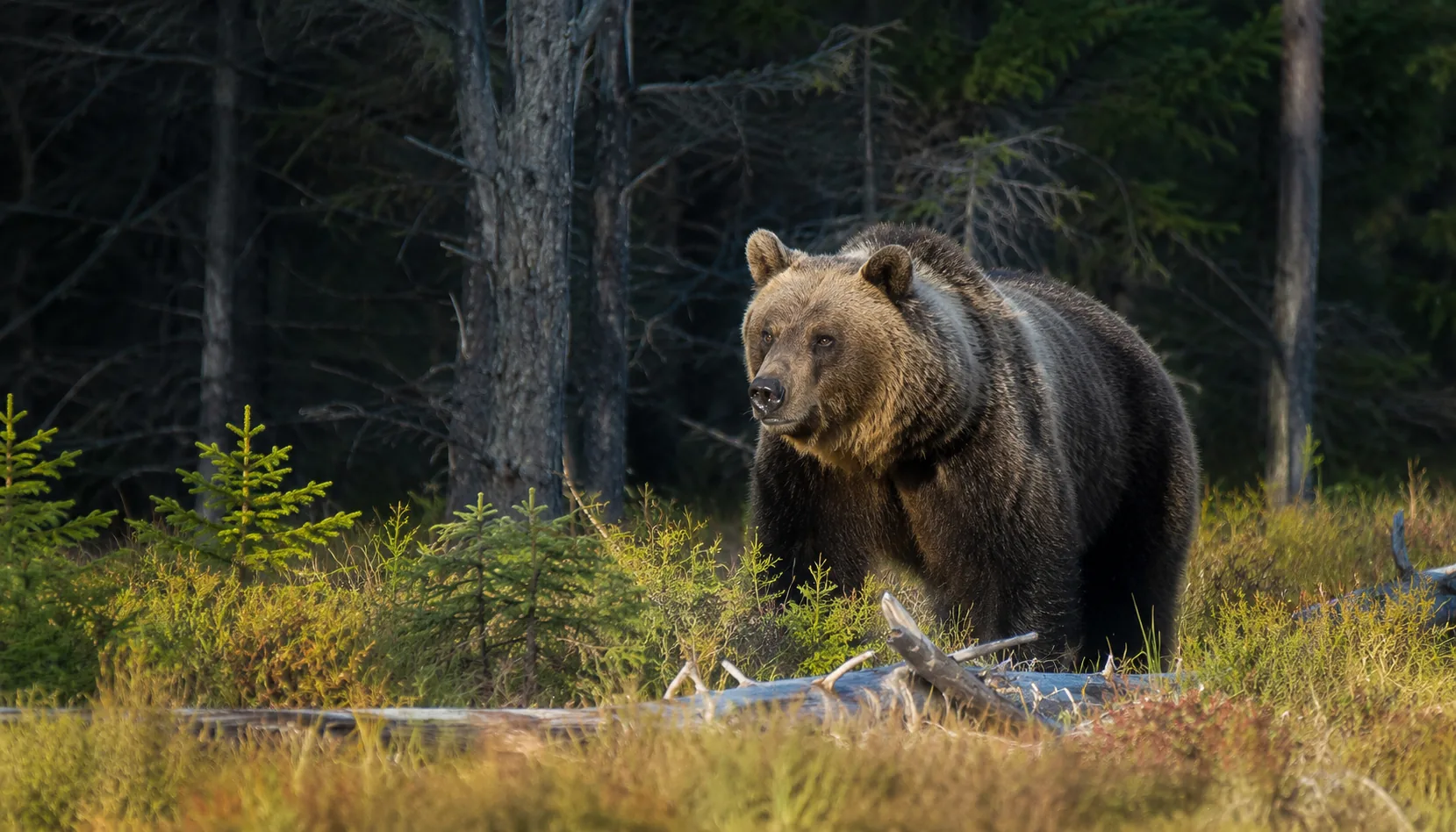 Brown Bears