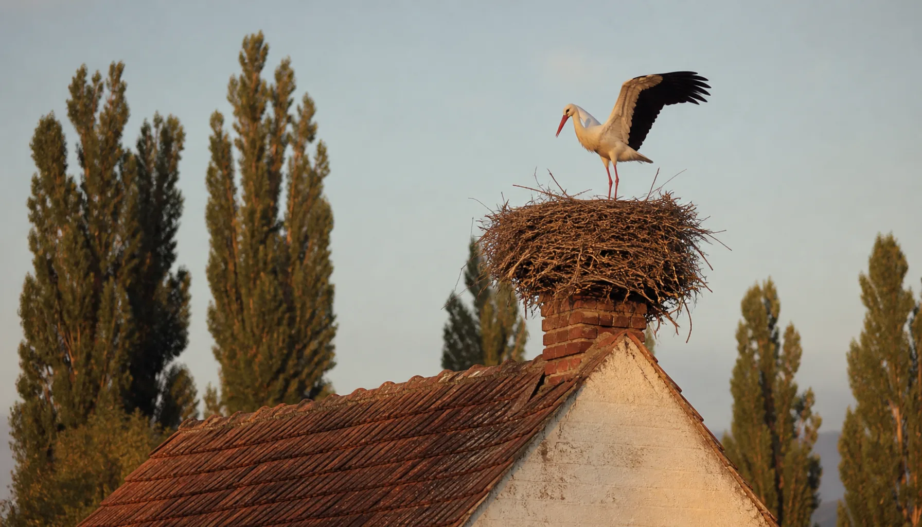 A white stork nest on a chimney in a lowland village