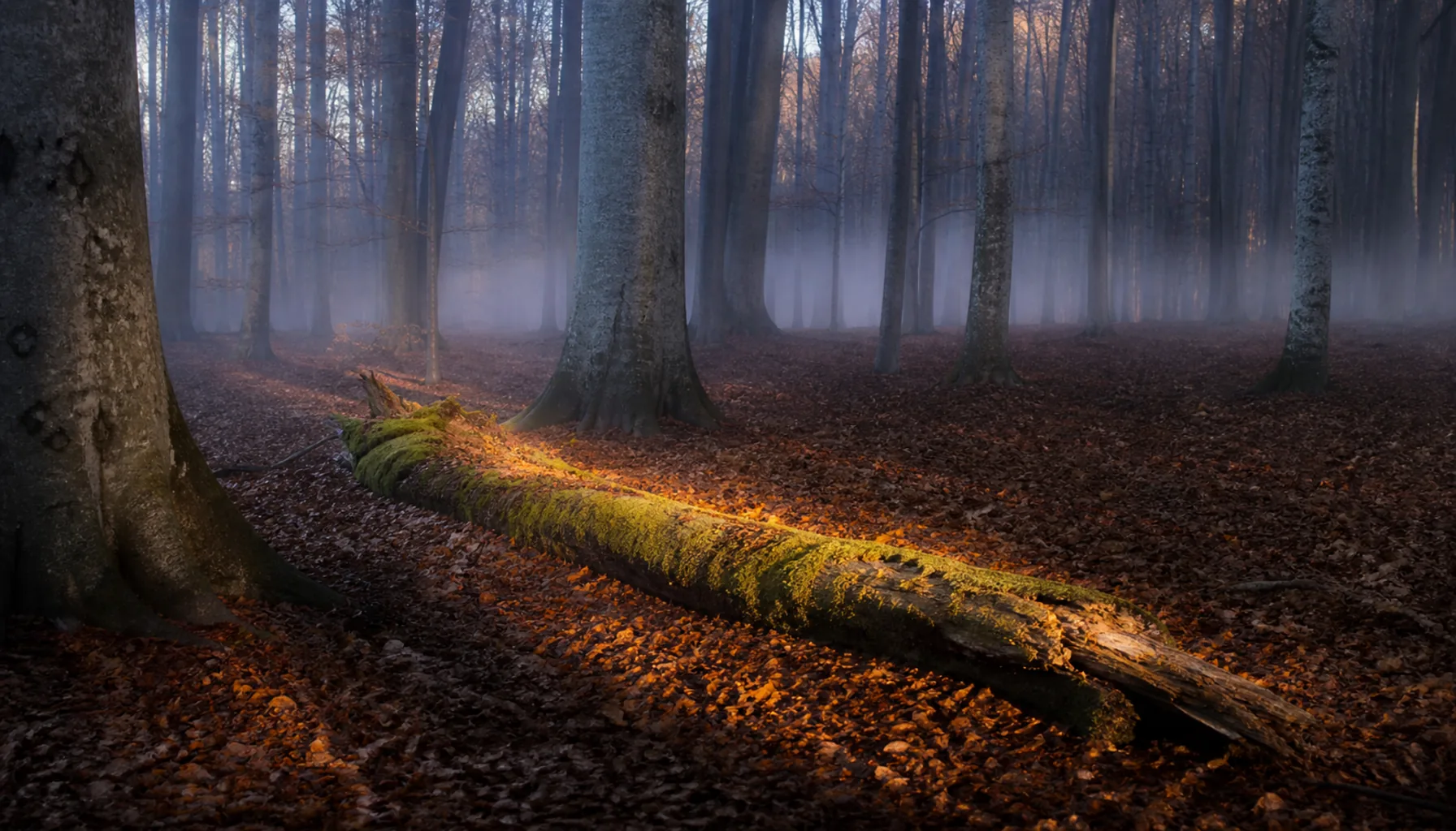 Mist rising through old beech forest in the Carpathians at dawn