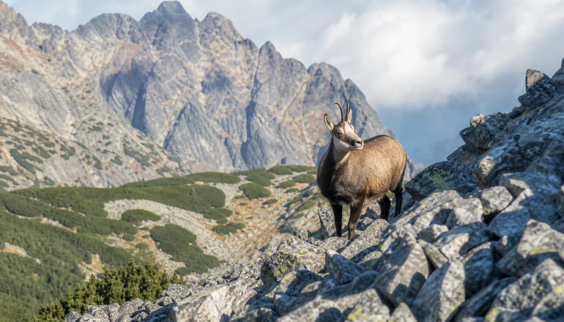 High Mountain Animals