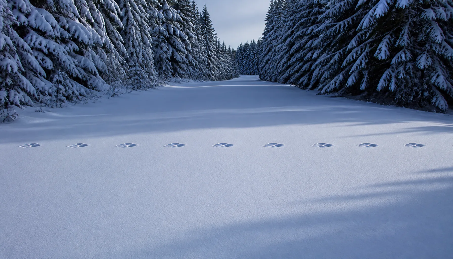 Wolves & Lynx