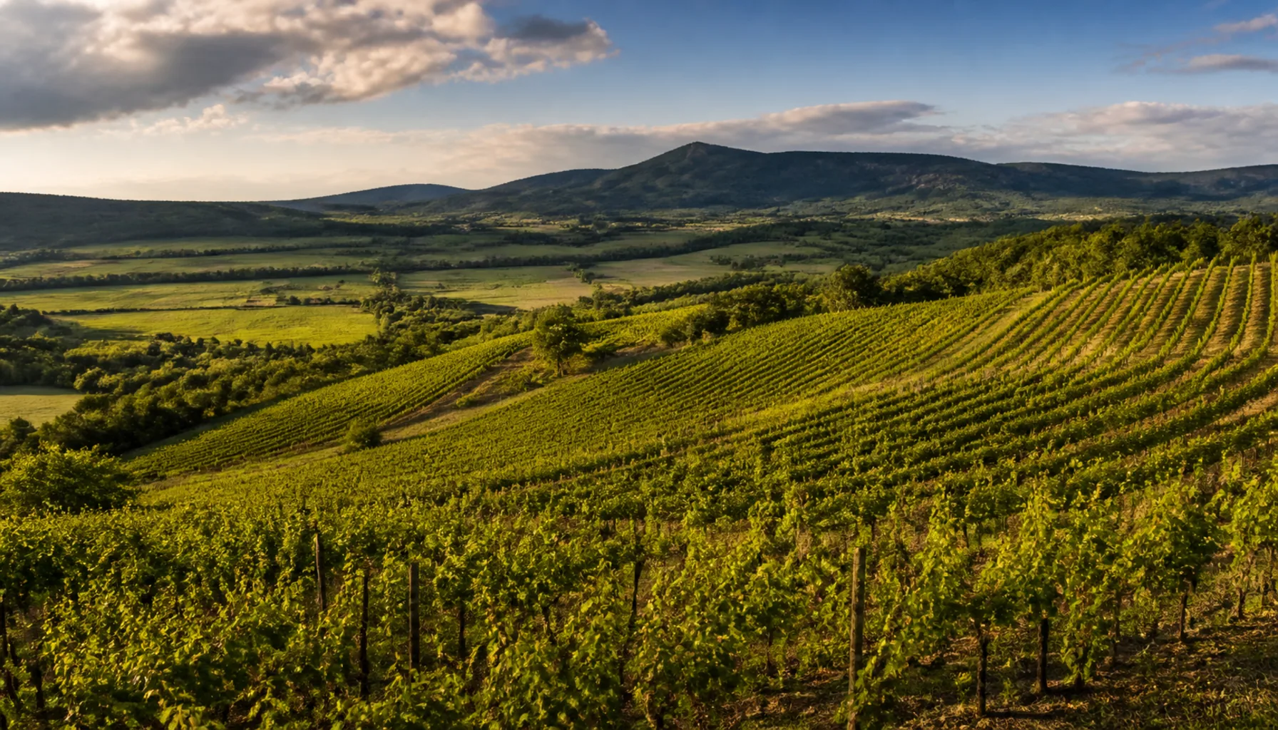 Vine rows catching the last light somewhere in Slovakia’s wine country